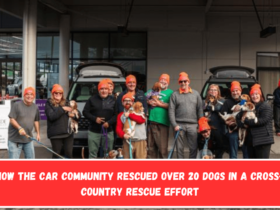 How the Car Community Rescued Over 20 Dogs in a Cross-Country Rescue Effort