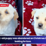 A 6-week-old puppy was abandoned on Christmas Eve and is looking for love