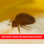 Insect Invasion 3 Michigan Cities Combatting Bed Bug Onslaught