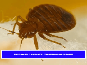 Insect Invasion 5 Alaska Cities Combatting Bed Bug Onslaught