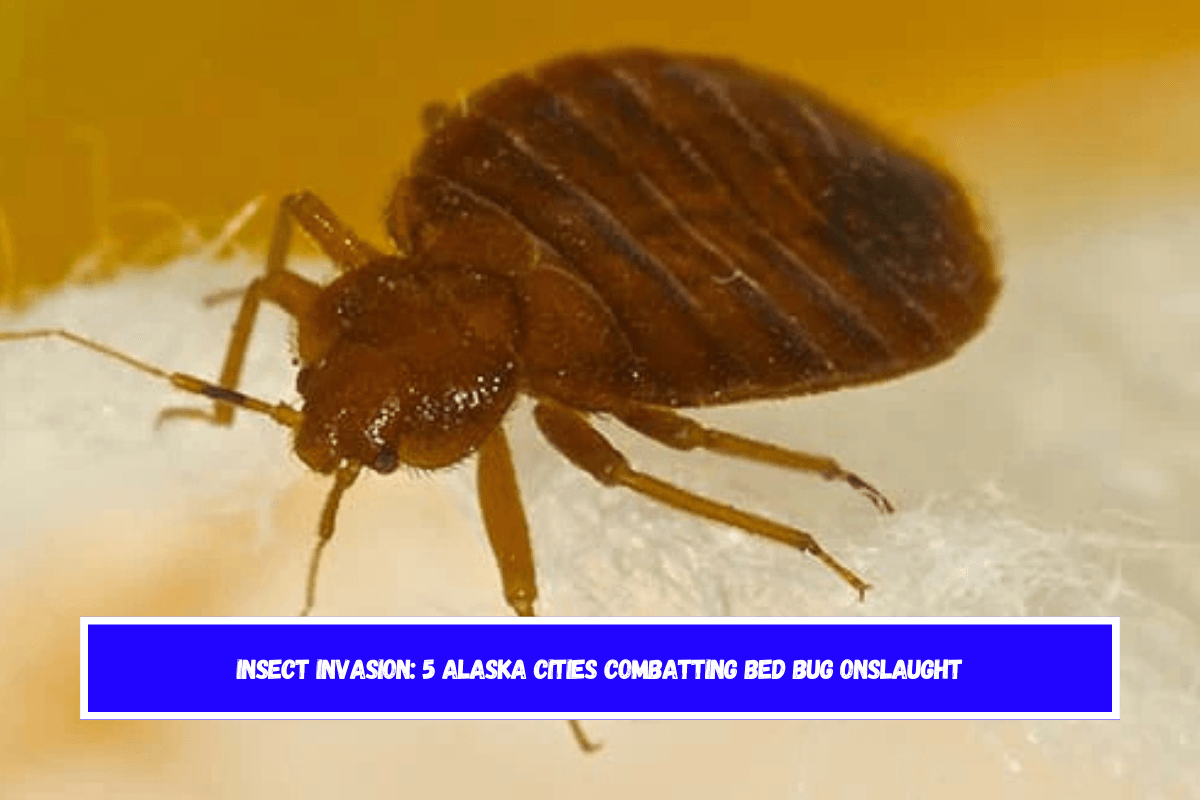 Insect Invasion 5 Alaska Cities Combatting Bed Bug Onslaught