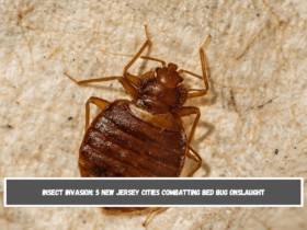 Insect Invasion 5 New Jersey Cities Combatting Bed Bug Onslaught