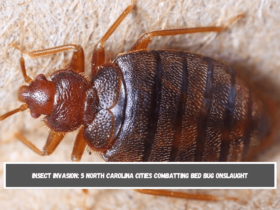 Insect Invasion 5 North Carolina Cities Combatting Bed Bug Onslaught