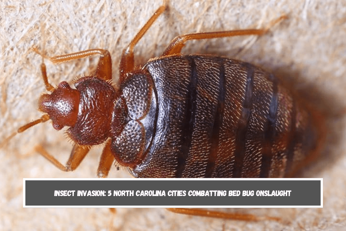 Insect Invasion 5 North Carolina Cities Combatting Bed Bug Onslaught