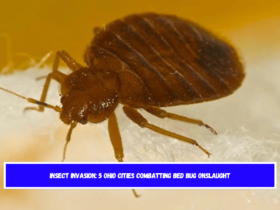 Insect Invasion 5 Ohio Cities Combatting Bed Bug Onslaught