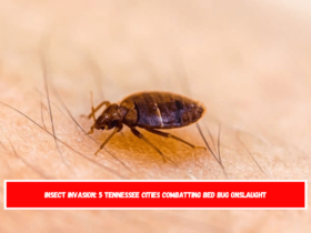 Insect Invasion 5 Tennessee Cities Combatting Bed Bug Onslaught