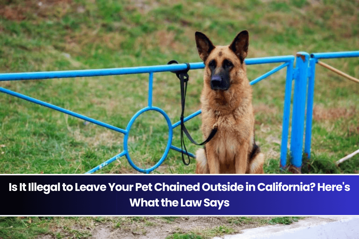 Is It Illegal to Leave Your Pet Chained Outside in California Here's What the Law Says