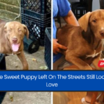 Meet The Sweet Puppy Left On The Streets Still Looking For Love