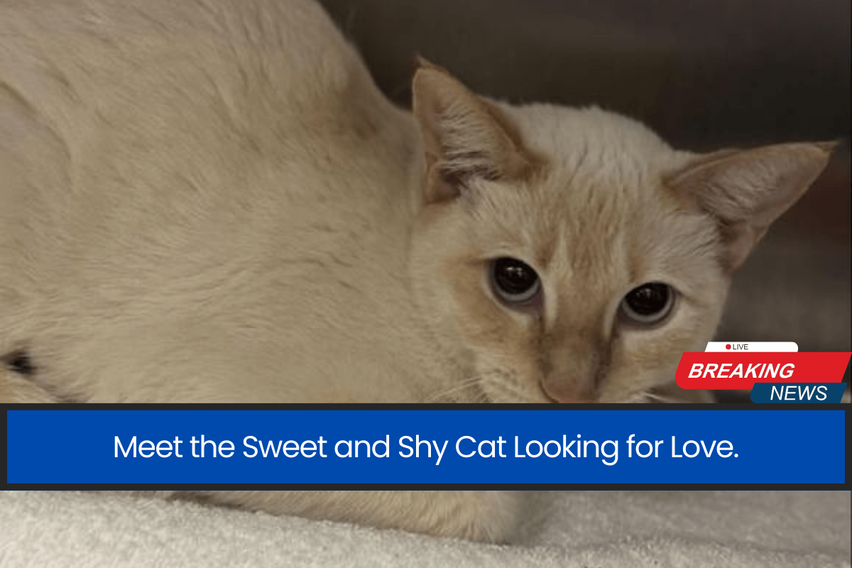 Meet the Sweet and Shy Cat Looking for Love.