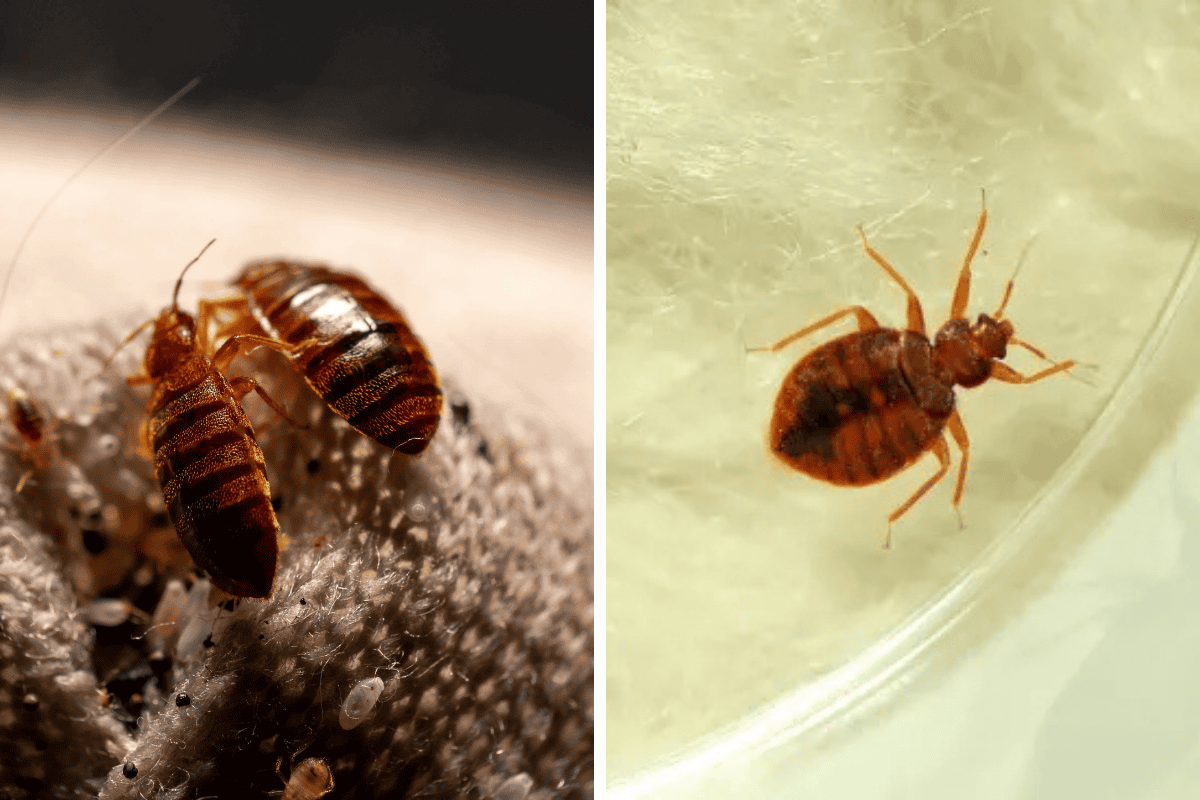 Insect Invasion: 5 Maine Cities Combatting Bed Bug Onslaught
