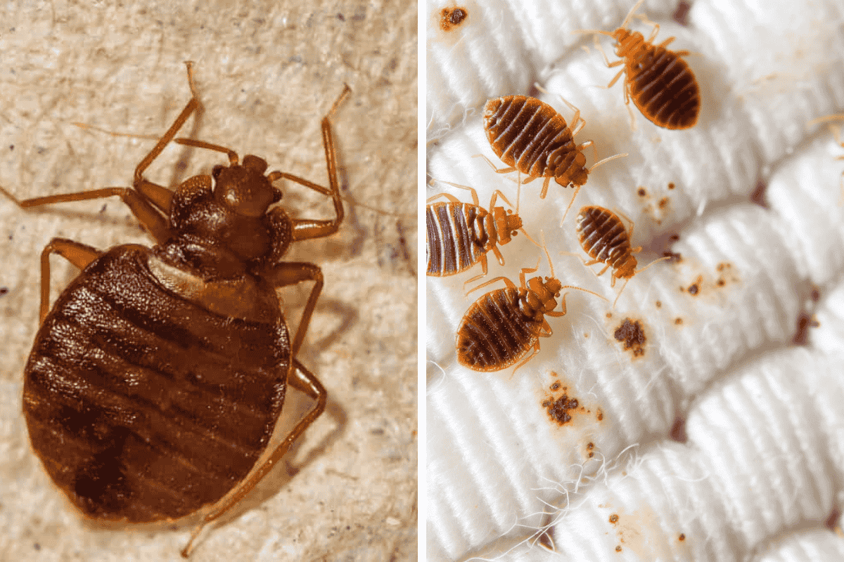 Insect Invasion: 5 New Hampshire Cities Combatting Bed Bug Onslaught